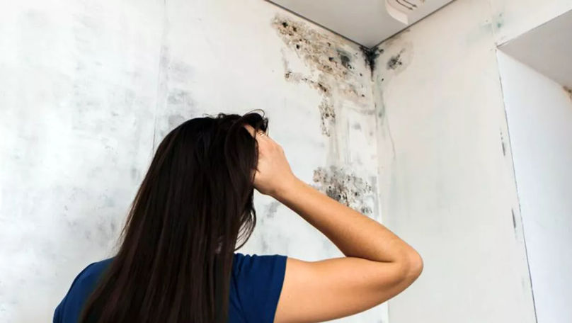 Mucegaiul din casă: Cât de periculos este cu adevărat