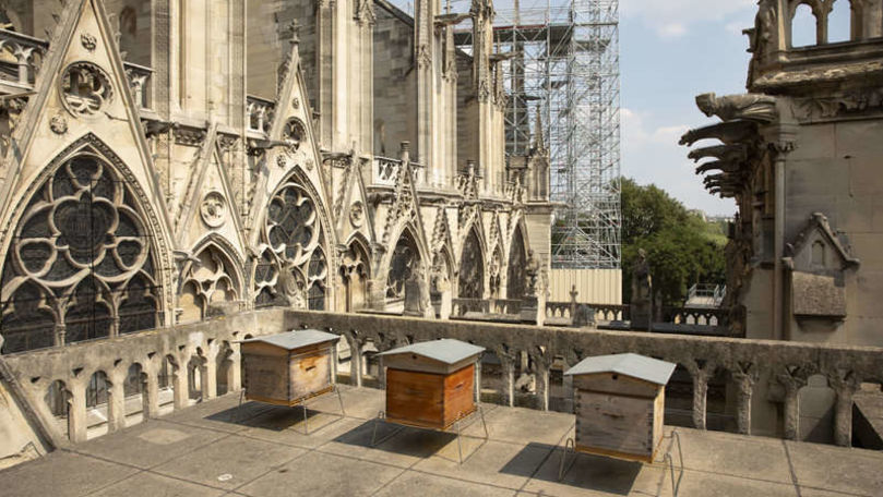 Albinele de la Notre-Dame au supravieţuit incendiului