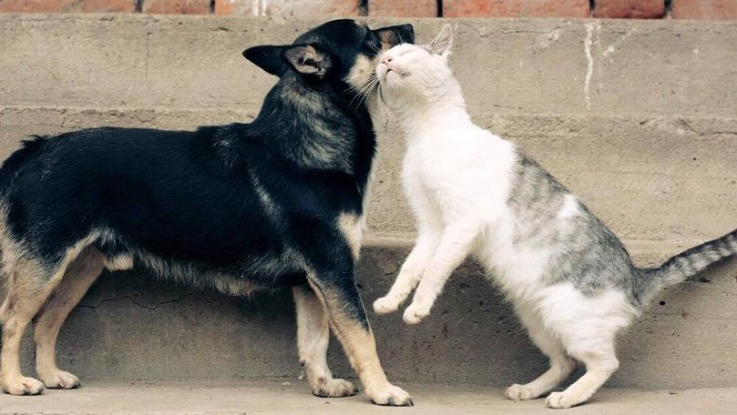 Владельцев домашних животных обяжут платить налог.