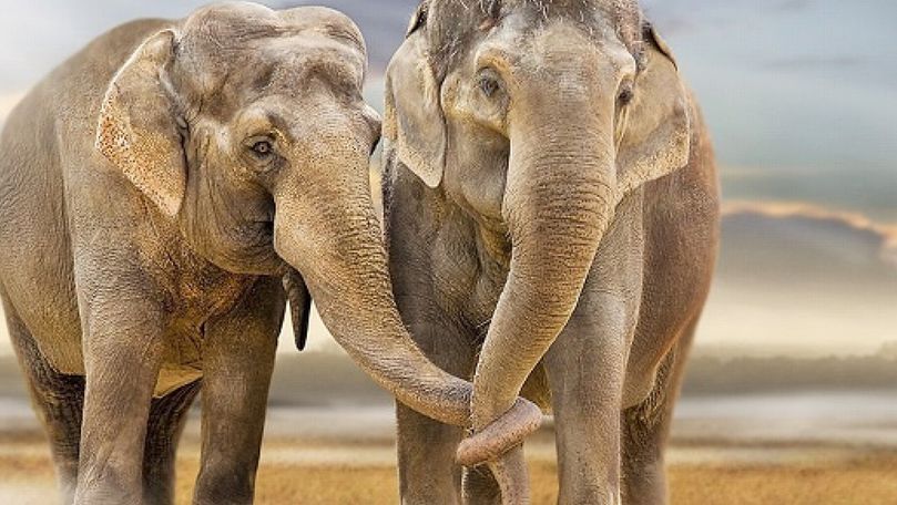 Paradă impresionantă cu elefanți pentru noul rege al Thailandei