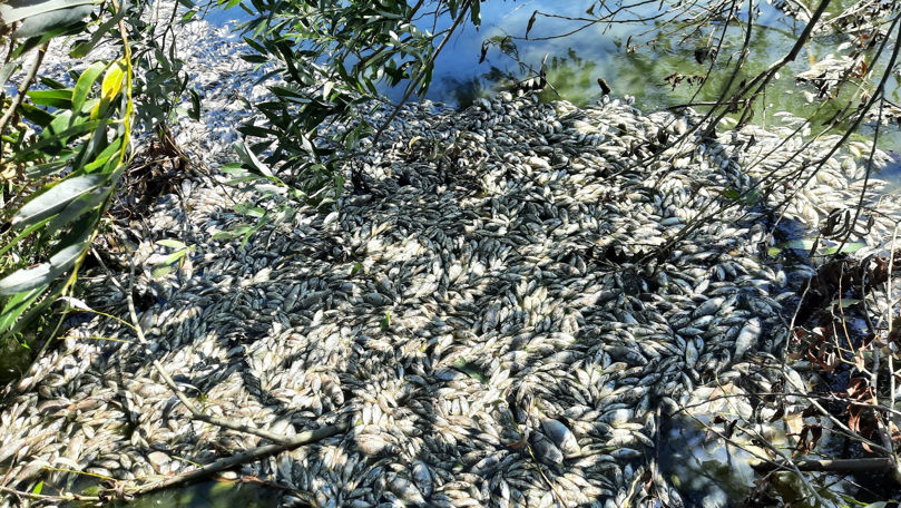 Экологическая катастрофа в Единцах: тонны мертвой рыбы плавают в озере.