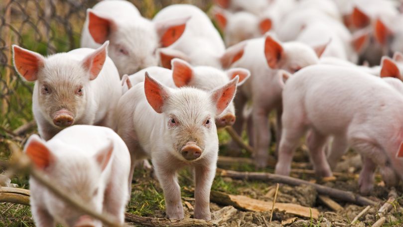 Pestă porcină în regiunea ucraineană Ismail: 260 de porci, sacrificați