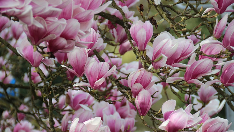 Magnoliile, frumoșii arbori cu flori, au înflorit în Grădina Botanică