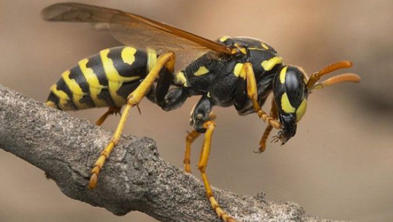 Viespile, extrem de agresive. 2 români, ucişi de insecte