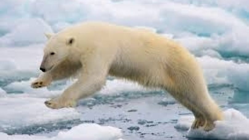 Urs polar, descoperit la 700 de km de habitatul său natural