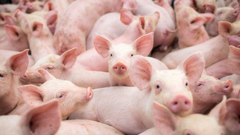 Epidemia de pestă porcină africană se extinde în Europa de Est