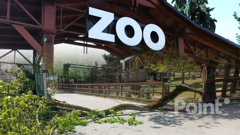 В Кишинёве дерево упало на ребёнка в зоопарке: мальчик в тяжёлом состоянии.