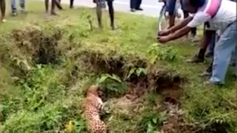 Momentul în care un leopard rănit atacă oamenii adunați să-i facă poze