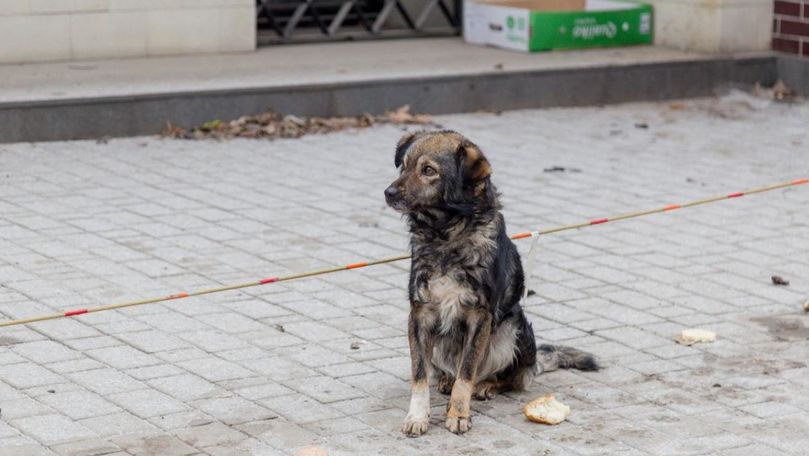 Un câine abandonat din Bălți își așteaptă stăpânii de circa o lună