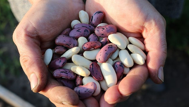 Mâncăm fasole din Ucraina și SUA. Moldova produce prea puțin