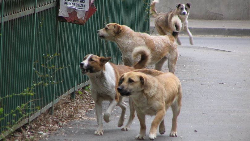 Circa 1.000 de câini vagabonzi din Capitală vor fi sterilizați