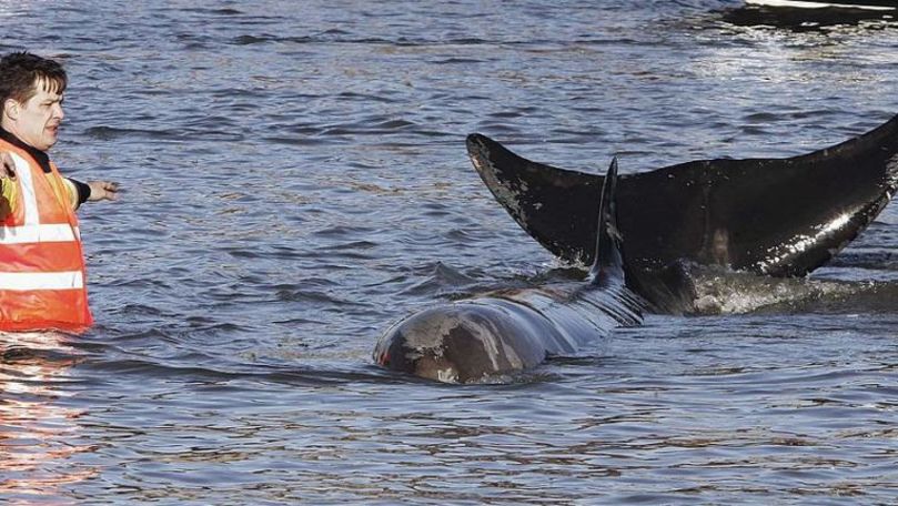 Balena văzută înotând în fluviul Tamisa a fost găsită moartă