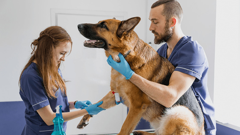 Organizarea şi profesiei de medic veterinar va fi reglementată prin lege