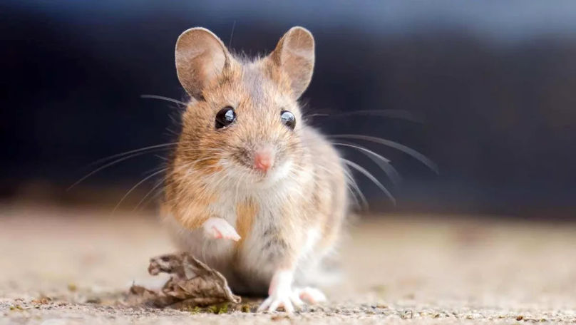 Un medicament anti-îmbătrânire ar putea prelungi viața animalelor