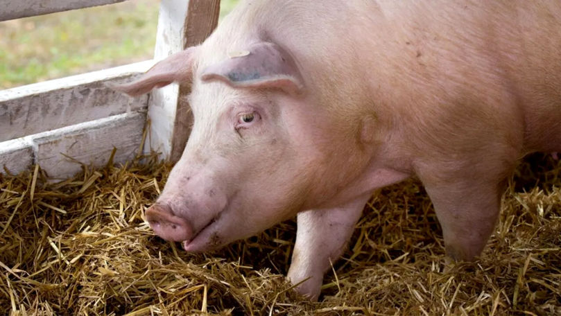 Pestă porcină africană la Orhei. Mesajul ANSA pentru cetățeni