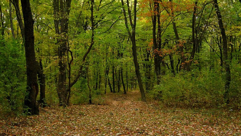 Moldsilva: Timp de aproape 20 de ani, gradul de împădurire a crescut