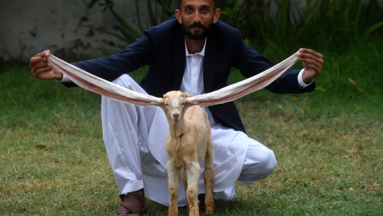 Un ied cu urechi extraordinar de lungi a devenit faimos în Pakistan