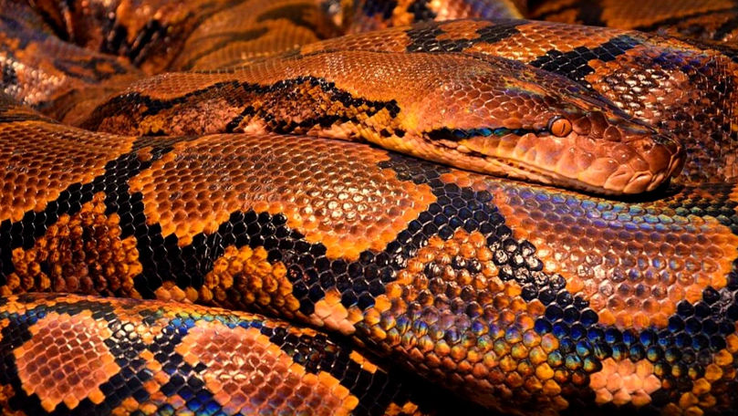 Tot mai mulți oameni mușcați de șerpi exotici în Marea Britanie