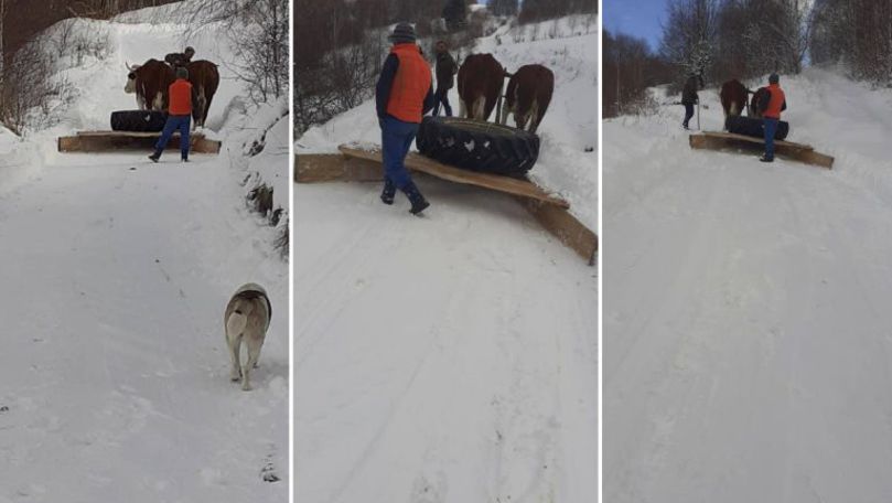 Deszăpezire ca pe vremuri, într-un sat: Sătenii au scos boii și plugul