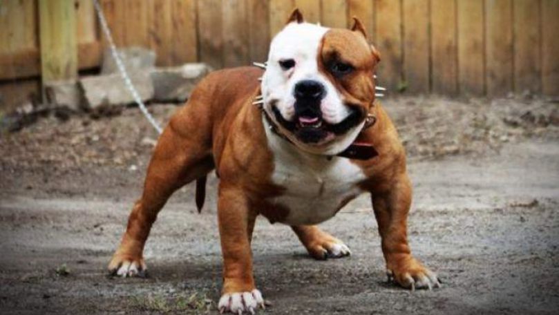 Pasiune specială: Luptătorul Mihai Sârbu ține 4 câini de rasa Pitbull