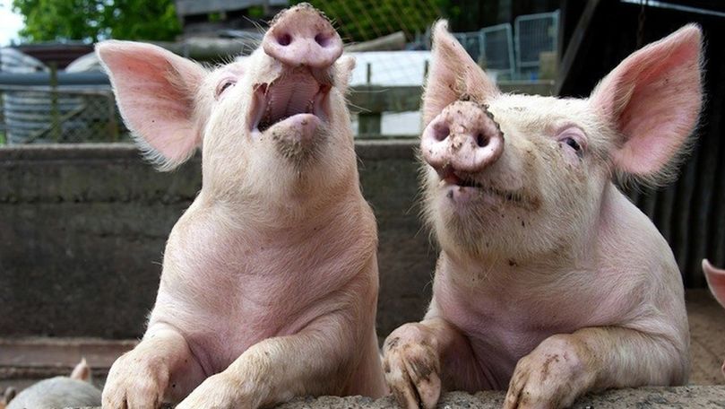 Pestă porcină: Porcii din satul Crocmaz au început să fie tăiaţi