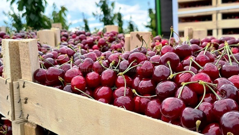 Calitatea și exporturile mențin prețurile mari la cireșele din Moldova