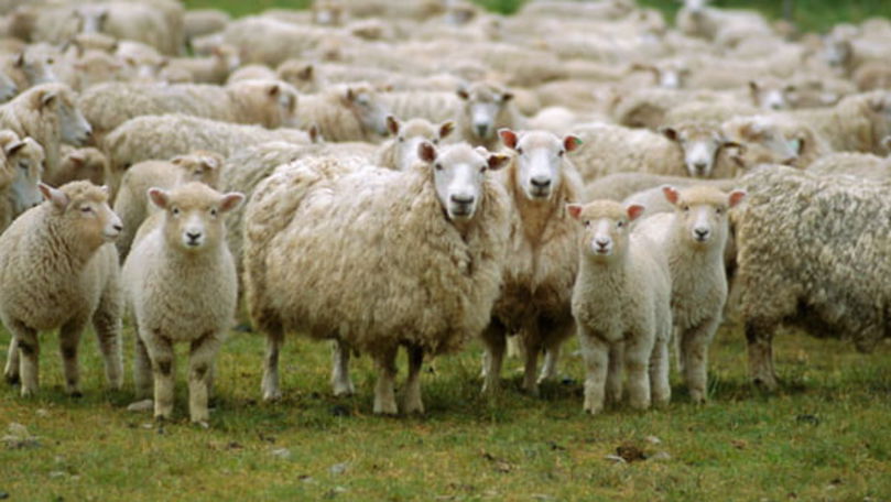 Focar de pestă ovină în Bulgaria: 4.000 de oi și capre, sacrificate