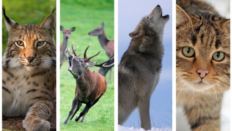 Google monitorizează populaţiile de animale cu camere din sălbăticie