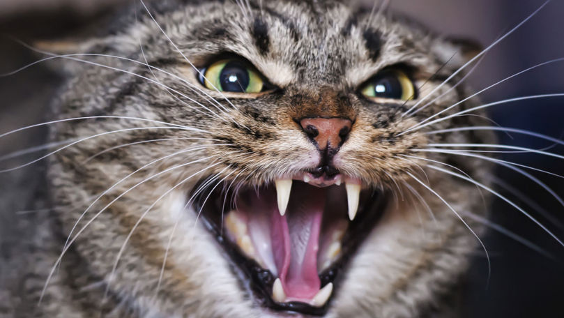 В австралийской частной школе одаренной ученице разрешили идентифицировать себя как кошку.