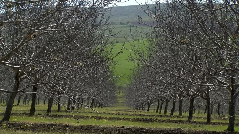 Soroca: Peste 100 de ha de nuci din satul Băxani, afectate de înghețuri