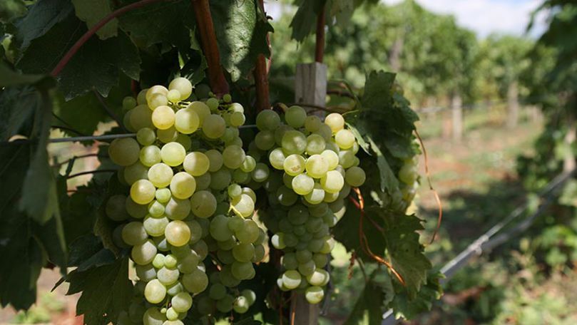 Studenții de la UTM vor învăţa cum se face un vin bun şi de calitate