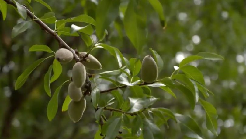 Migdale de Moldova: Beneficiile acestor fructe și ce boli poate trata
