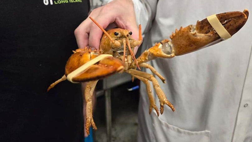 Лобстера вернули в океан из отдела морепродуктов супермаркета.