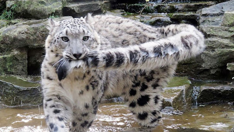SUA: Un leopard al zăpezilor a fost diagnosticat cu COVID-19