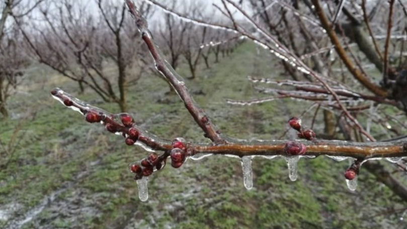 Fermierii afectați de înghețuri pot depune cereri pentru a primi ajutor