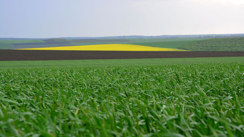 Adama: Lupta cu dăunătorii culturilor agricole începe primăvara ®