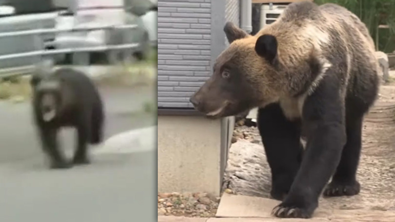 В Японии медведь ранил четырех человек и заблокировал аэропорт. Коллаж: Point.md.