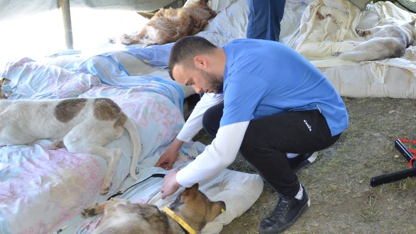400 de câini, sterilizați de veterinari americani veniți la Chișinău