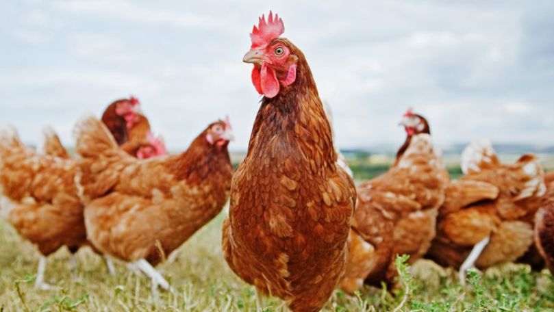 Medicamentul anti-cancer ar putea fi creat de găini