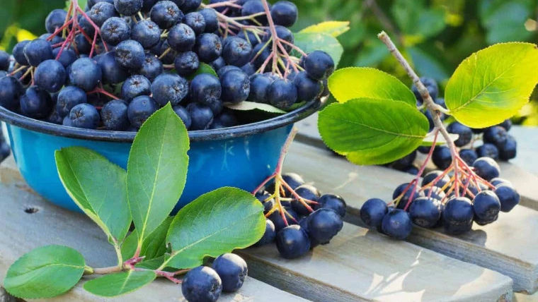 Beneficiile uimitoare ale fructelor de aronia. Purifică organismul