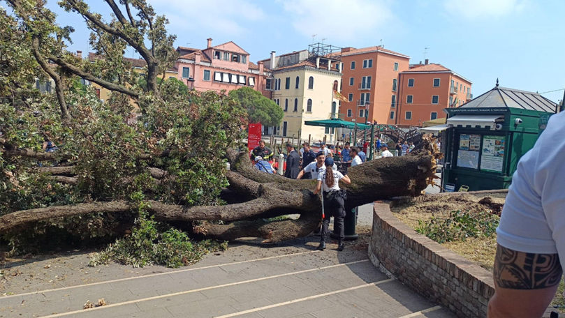 Un copac a căzut pe o stradă din Veneţia: O moldoveancă, spitalizată