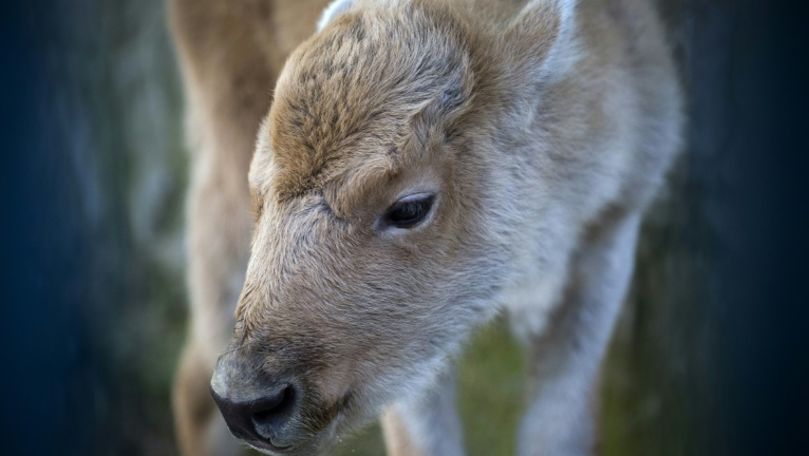 O femelă de bizon alb s-a născut la grădina zoologică din Belgrad