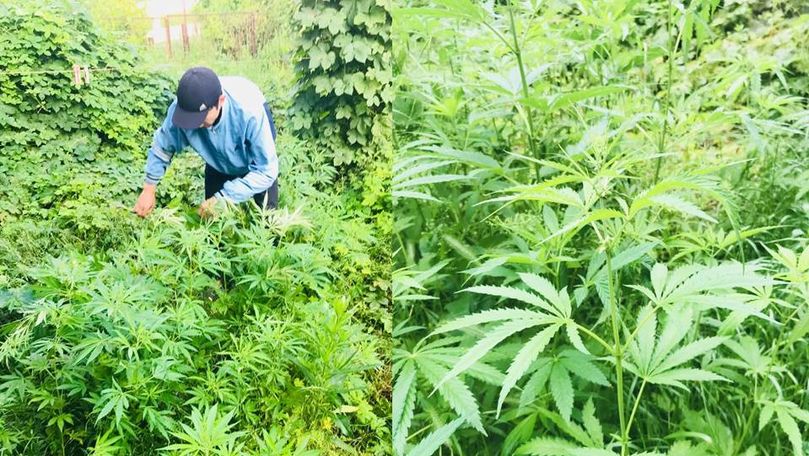 Cannabis crescut de un tânăr din sectorul Ciocana, depistat de polițiști