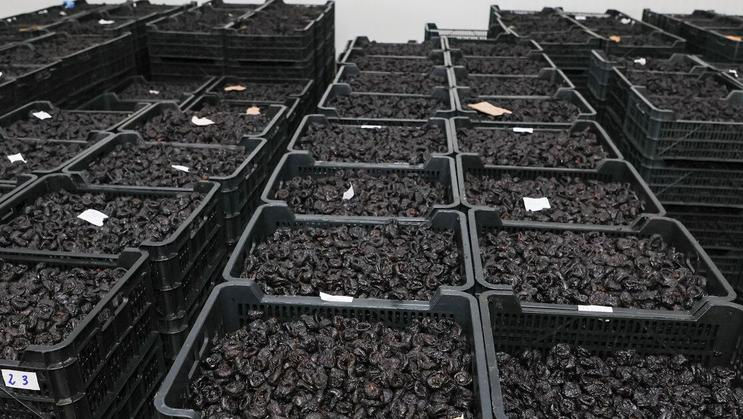 Republica Moldova, în topul exportatorilor de prune uscate