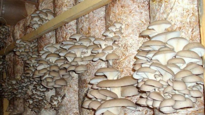 Un antreprenor cultivă ciuperci într-o mină de unde se extrăgea calcar