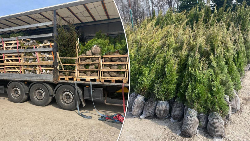 Contrabandă cu arbori coniferi și plante decorative din Olanda