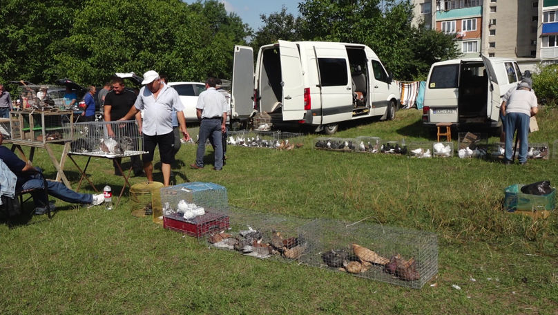 La Drochia s-au adunat sute de porumbei din Moldova, România şi Ucraina