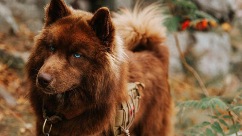 Lumea e îndrăgostită de un husky rar plecat într-o aventură prin SUA