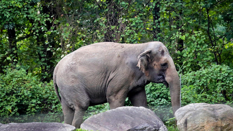 Happy, un elefant de la ZOO din Bronx, nu va primi statutul de persoană