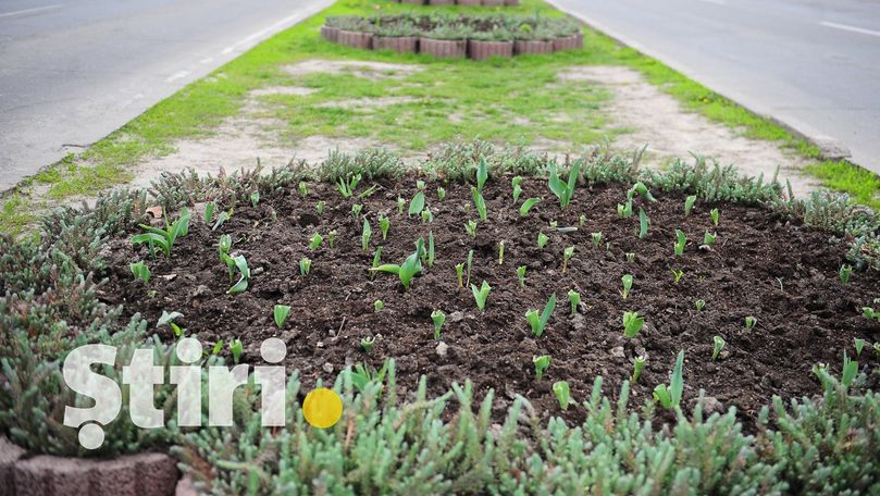 Cine sunt persoanele care au rupt lalelele plantate în Capitală